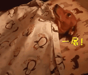 多少度狗狗会怕冷(狗狗怕冷吗多少度合适)-警犬训练器材厂家 _警犬训练用品_工作犬训练用品-南京开久警犬装备