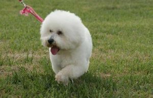 比熊犬能长多大(小体比熊犬能长多大)-警犬训练器材厂家 _警犬训练用品_工作犬训练用品-南京开久警犬装备