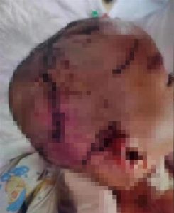 巴西非勒犬有多猛(出售纯种巴西非勒犬)-警犬训练器材厂家 _警犬训练用品_工作犬训练用品-南京开久警犬装备