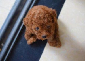 怎么让泰迪狗定点排便？公泰迪怎么定点-警犬训练器材厂家 _警犬训练用品_工作犬训练用品-南京开久警犬装备