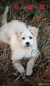 狗狗得了皮肤病怎么办？狗狗得了皮肤病怎么办用些啥药好-警犬训练器材厂家 _警犬训练用品_工作犬训练用品-南京开久警犬装备