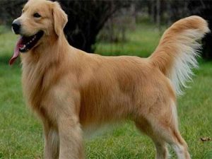 金毛犬价格_沙滩金毛犬价格-警犬训练器材厂家 _警犬训练用品_工作犬训练用品-南京开久警犬装备