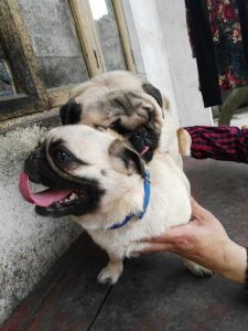 赶集网狗狗出售个人(唐山赶集网个人出售)-警犬训练器材厂家 _警犬训练用品_工作犬训练用品-南京开久警犬装备