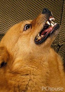 芬兰狐狸幼犬(芬兰原种狐狸 *** )-警犬训练器材厂家 _警犬训练用品_工作犬训练用品-南京开久警犬装备