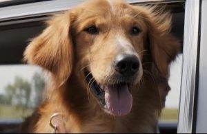 狗狗的 *** 哪个好看？猫猫狗狗哪个模板好看-警犬训练器材厂家 _警犬训练用品_工作犬训练用品-南京开久警犬装备