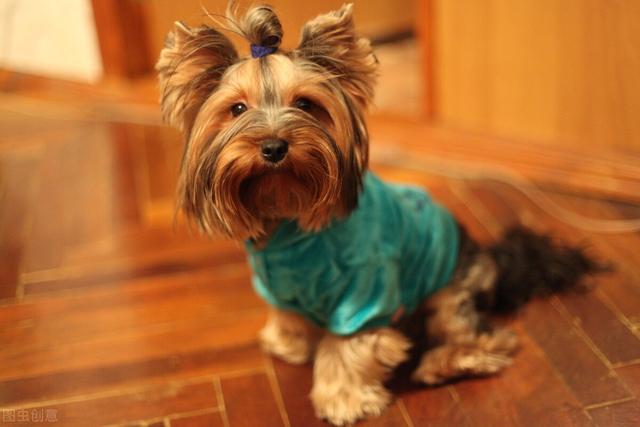 狗眼屎多是什么原因(狗很多眼屎是什么原因) - 警犬训练器材厂家 _警犬训练用品_工作犬训练用品-南京开久警犬装备-警犬训练器材厂家 _警犬训练用品_工作犬训练用品-南京开久警犬装备