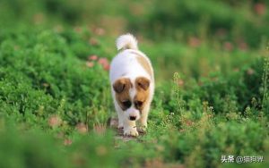 狗狗不吃东西怎么办(狗狗不吃东西怎么办还吐)-警犬训练器材厂家 _警犬训练用品_工作犬训练用品-南京开久警犬装备