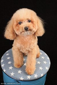 大型犬泰迪(大型犬泰迪狗)-警犬训练器材厂家 _警犬训练用品_工作犬训练用品-南京开久警犬装备