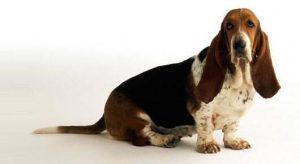 巴吉度犬适合家养吗(巴吉度和比格哪个适合家养)-警犬训练器材厂家 _警犬训练用品_工作犬训练用品-南京开久警犬装备