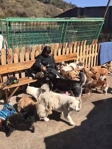 许昌流浪狗救助站地址(重庆流浪狗救助站联系方式) - 警犬训练器材厂家 _警犬训练用品_工作犬训练用品-南京开久警犬装备-警犬训练器材厂家 _警犬训练用品_工作犬训练用品-南京开久警犬装备