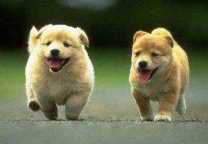 狗不能吃巧克力_狗狗不小心吃了巧克力怎么办-警犬训练器材厂家 _警犬训练用品_工作犬训练用品-南京开久警犬装备