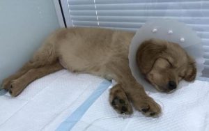 犬瘟后遗症_犬瘟后遗症的抽搐怎么治疗 ***-警犬训练器材厂家 _警犬训练用品_工作犬训练用品-南京开久警犬装备