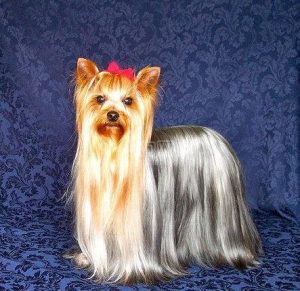 约克夏梗犬(名犬约克夏)-警犬训练器材厂家 _警犬训练用品_工作犬训练用品-南京开久警犬装备