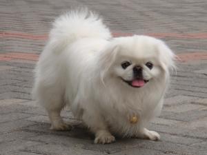 鹰叭犬价格  鹰叭犬大帝-警犬训练器材厂家 _警犬训练用品_工作犬训练用品-南京开久警犬装备