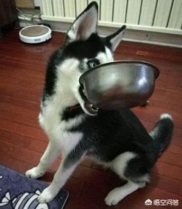 为什么哈士奇不会狗叫？狼为什么不会狗叫-警犬训练器材厂家 _警犬训练用品_工作犬训练用品-南京开久警犬装备