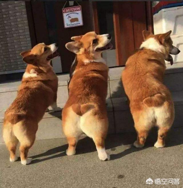 狗的特点是什么？狗的特点是什么 - 警犬训练器材厂家 _警犬训练用品_工作犬训练用品-南京开久警犬装备-警犬训练器材厂家 _警犬训练用品_工作犬训练用品-南京开久警犬装备