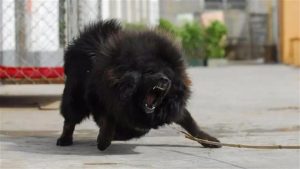 世界最凶猛的犬前10名(世界最凶猛的犬前10名且非常忠诚)-警犬训练器材厂家 _警犬训练用品_工作犬训练用品-南京开久警犬装备