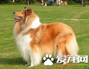 苏格兰牧羊犬吃什么？苏格兰牧羊犬 *** 大全-警犬训练器材厂家 _警犬训练用品_工作犬训练用品-南京开久警犬装备