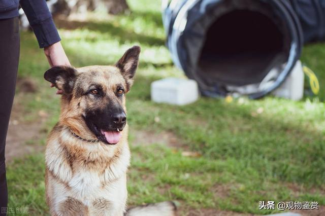 怎么训练狗狗坐下(训练狗狗坐下的手势 *** ) - 警犬训练器材厂家 _警犬训练用品_工作犬训练用品-南京开久警犬装备-警犬训练器材厂家 _警犬训练用品_工作犬训练用品-南京开久警犬装备