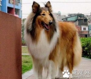 德国牧羊犬吃什么食物(三个月德国牧羊犬吃什么最好)-警犬训练器材厂家 _警犬训练用品_工作犬训练用品-南京开久警犬装备