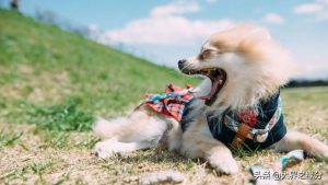 边牧和马犬的后代(马犬跟边牧配出来的后代)-警犬训练器材厂家 _警犬训练用品_工作犬训练用品-南京开久警犬装备