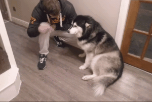 宠物狗的价钱排名(最聪明的宠物狗排名)-警犬训练器材厂家 _警犬训练用品_工作犬训练用品-南京开久警犬装备