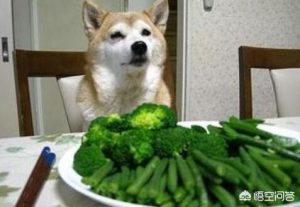 小狗能给吃骨头么(小狗狗能吃骨头吗?)萌宠-警犬训练器材厂家 _警犬训练用品_工作犬训练用品-南京开久警犬装备