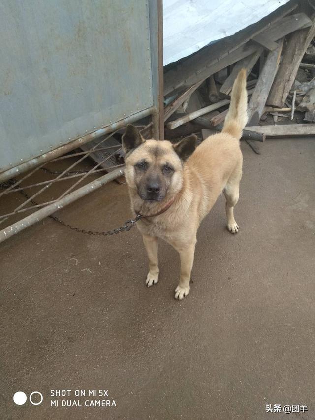 杜宾狗多少钱一条 - 警犬训练器材厂家 _警犬训练用品_工作犬训练用品-南京开久警犬装备-警犬训练器材厂家 _警犬训练用品_工作犬训练用品-南京开久警犬装备