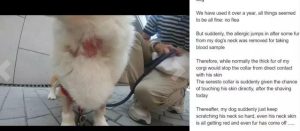 狗项圈有用吗(除蚤项圈有用吗)-警犬训练器材厂家 _警犬训练用品_工作犬训练用品-南京开久警犬装备