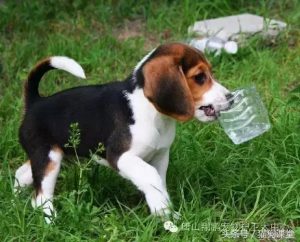 美国比格犬(美国比格犬和英国比格犬有什么区别)-警犬训练器材厂家 _警犬训练用品_工作犬训练用品-南京开久警犬装备