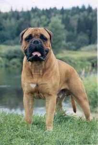 斗牛獒犬(牛头梗犬)-警犬训练器材厂家 _警犬训练用品_工作犬训练用品-南京开久警犬装备