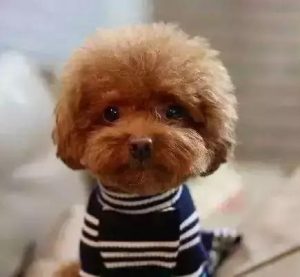 博美犬叫什么名字大全？好听的博美犬白色名字大全-警犬训练器材厂家 _警犬训练用品_工作犬训练用品-南京开久警犬装备