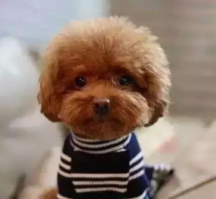 博美犬叫什么名字大全？好听的博美犬白色名字大全 - 警犬训练器材厂家 _警犬训练用品_工作犬训练用品-南京开久警犬装备-警犬训练器材厂家 _警犬训练用品_工作犬训练用品-南京开久警犬装备