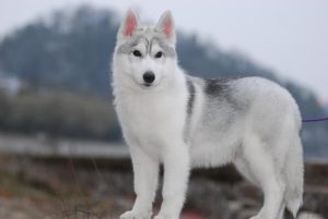 格陵兰犬是不是哈士奇(格陵兰犬和哈士奇)-警犬训练器材厂家 _警犬训练用品_工作犬训练用品-南京开久警犬装备