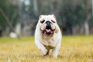 英斗犬应该怎么养？-警犬训练器材厂家 _警犬训练用品_工作犬训练用品-南京开久警犬装备