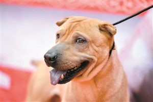 小沙皮狗(小沙皮狗 *** )-警犬训练器材厂家 _警犬训练用品_工作犬训练用品-南京开久警犬装备