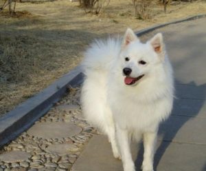 狐狸犬取什么名字好听？给狐狸犬取什么名字好-警犬训练器材厂家 _警犬训练用品_工作犬训练用品-南京开久警犬装备