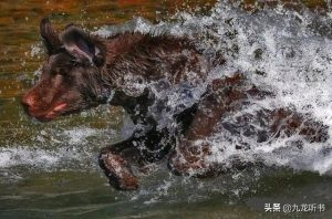 怎样选狗狗(怎样选狗狗的火腿肠)-警犬训练器材厂家 _警犬训练用品_工作犬训练用品-南京开久警犬装备