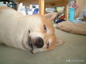 狗吃东西被卡了会死吗-警犬训练器材厂家 _警犬训练用品_工作犬训练用品-南京开久警犬装备