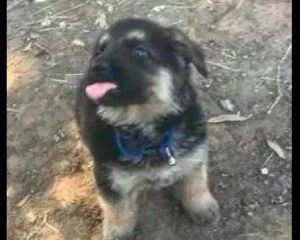 狗间歇发抖伸舌头萌宠(狗一直发抖伸舌头)-警犬训练器材厂家 _警犬训练用品_工作犬训练用品-南京开久警犬装备