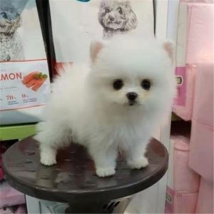 博美犬美容(博美犬美容造型多少钱)-警犬训练器材厂家 _警犬训练用品_工作犬训练用品-南京开久警犬装备