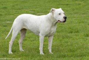 杜高犬战斗力排第几名(杜高犬与藏獒的战斗力)-警犬训练器材厂家 _警犬训练用品_工作犬训练用品-南京开久警犬装备