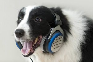 狗狗喜欢音乐么(狗狗喜欢什么类型的音乐)-警犬训练器材厂家 _警犬训练用品_工作犬训练用品-南京开久警犬装备