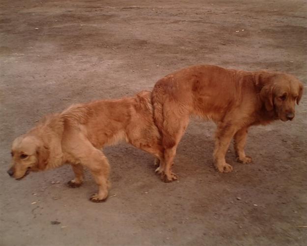 狗狗交配过程 - 警犬训练器材厂家 _警犬训练用品_工作犬训练用品-南京开久警犬装备-警犬训练器材厂家 _警犬训练用品_工作犬训练用品-南京开久警犬装备