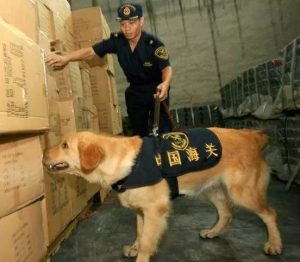 工作犬规定(工作犬证)-警犬训练器材厂家 _警犬训练用品_工作犬训练用品-南京开久警犬装备