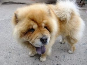 板凳狗是什么狗(中国板凳狗是什么狗)-警犬训练器材厂家 _警犬训练用品_工作犬训练用品-南京开久警犬装备