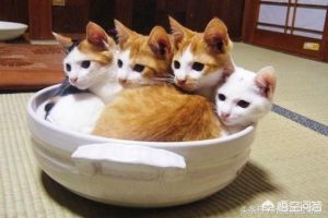 狗狗来生理期要注意什么萌宠?-警犬训练器材厂家 _警犬训练用品_工作犬训练用品-南京开久警犬装备