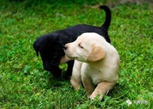 小狗怎么养(一个月的小狗怎么养)-警犬训练器材厂家 _警犬训练用品_工作犬训练用品-南京开久警犬装备