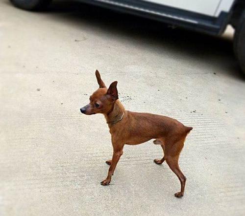 小鹿犬长什么样子(小鹿犬长什么样) - 警犬训练器材厂家 _警犬训练用品_工作犬训练用品-南京开久警犬装备-警犬训练器材厂家 _警犬训练用品_工作犬训练用品-南京开久警犬装备