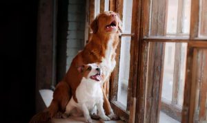 狗狗诡异事件(诡异的狗狗)-警犬训练器材厂家 _警犬训练用品_工作犬训练用品-南京开久警犬装备